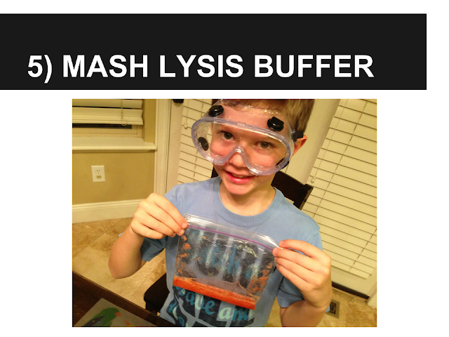 Alexander's Experiment - Mash Lysis Buffer